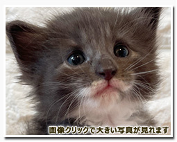 ノルウェージャンフォレストキャット