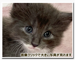 ノルウェージャンフォレストキャット