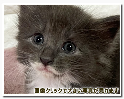 ノルウェージャンフォレストキャット