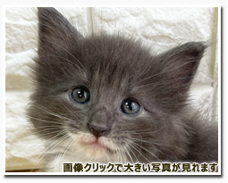 ノルウェージャンフォレストキャット