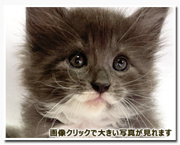 ノルウェージャンフォレストキャット