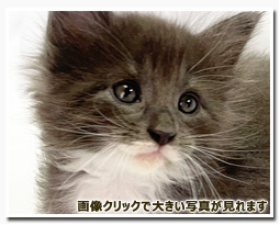 ノルウェージャンフォレストキャット