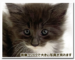 ノルウェージャンフォレストキャット