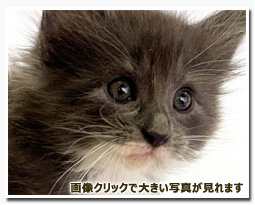 ノルウェージャンフォレストキャット