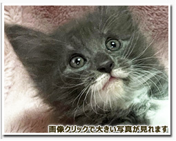 ノルウェージャンフォレストキャット