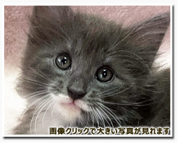 ノルウェージャンフォレストキャット