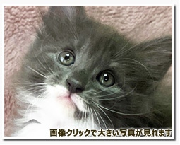 ノルウェージャンフォレストキャット