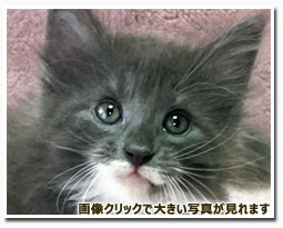 ノルウェージャンフォレストキャット