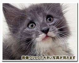 ノルウェージャンフォレストキャット