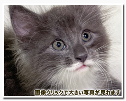 ノルウェージャンフォレストキャット