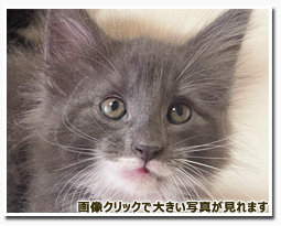 ノルウェージャンフォレストキャット