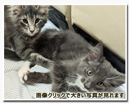 ノルウェージャンフォレストキャット