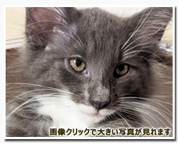 ノルウェージャンフォレストキャット