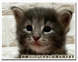 ノルウェージャンフォレストキャット