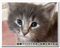 ノルウェージャンフォレストキャット