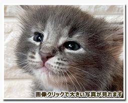 ノルウェージャンフォレストキャット