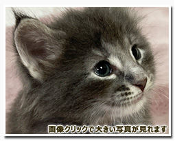 ノルウェージャンフォレストキャット