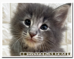 ノルウェージャンフォレストキャット