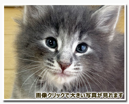 ノルウェージャンフォレストキャット