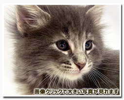 ノルウェージャンフォレストキャット