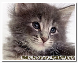 ノルウェージャンフォレストキャット