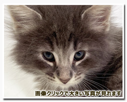 ノルウェージャンフォレストキャット