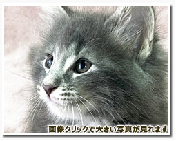 ノルウェージャンフォレストキャット