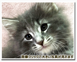 ノルウェージャンフォレストキャット