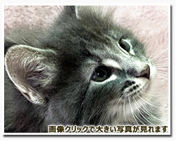 ノルウェージャンフォレストキャット