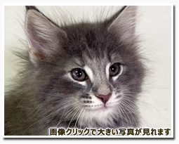 ノルウェージャンフォレストキャット