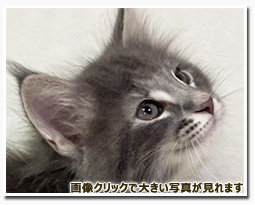 ノルウェージャンフォレストキャット