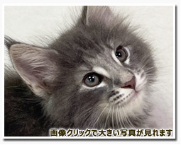 ノルウェージャンフォレストキャット