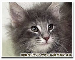 ノルウェージャンフォレストキャット