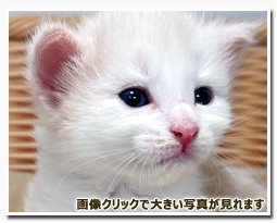 ノルウェージャンフォレストキャット