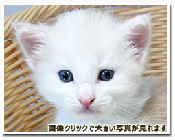 ノルウェージャンフォレストキャット