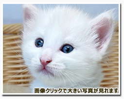 ノルウェージャンフォレストキャット