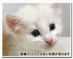 ノルウェージャンフォレストキャット