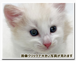 ノルウェージャンフォレストキャット