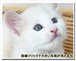 ノルウェージャンフォレストキャット