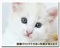 ノルウェージャンフォレストキャット