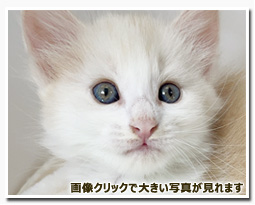 ノルウェージャンフォレストキャット