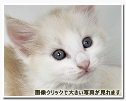 ノルウェージャンフォレストキャット