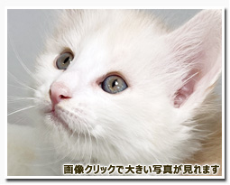 ノルウェージャンフォレストキャット