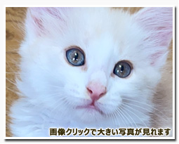 ノルウェージャンフォレストキャット