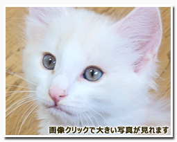 ノルウェージャンフォレストキャット