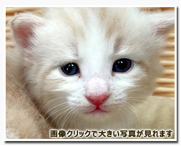 ノルウェージャンフォレストキャット