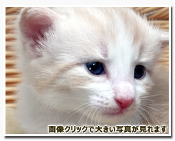 ノルウェージャンフォレストキャット