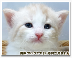 ノルウェージャンフォレストキャット