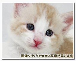 ノルウェージャンフォレストキャット