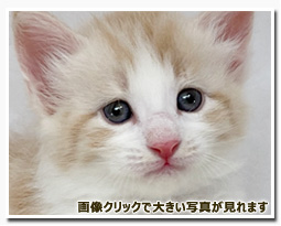 ノルウェージャンフォレストキャット